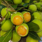 Guayas Fruit Live Plant (Talisia Oliviformis)