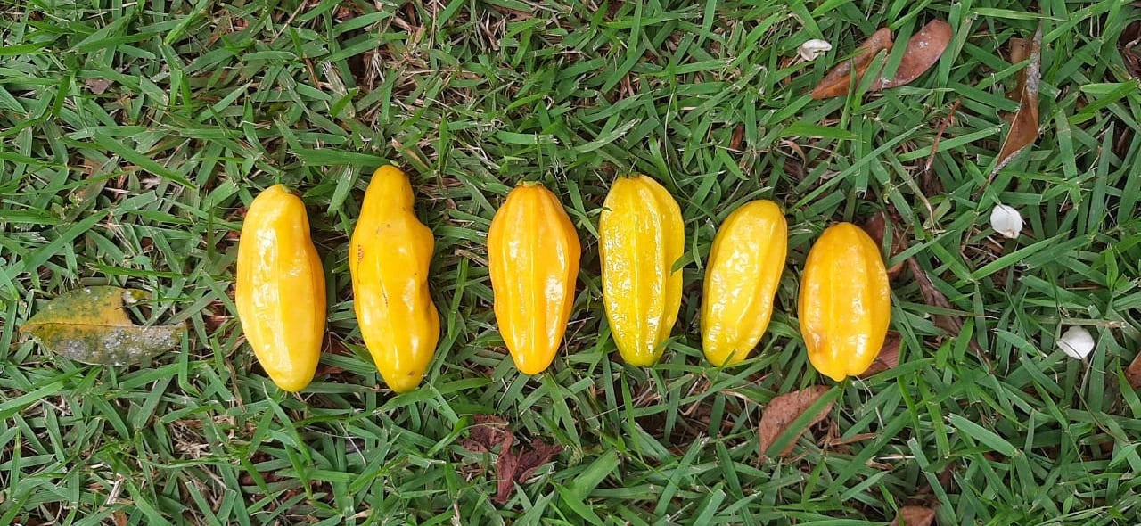 Banana Pitanga Fruit Plant (Eugenia anthropophaga)