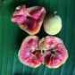 Kwai Muk Fruit Plant (Artocarpus hypargyreus)