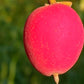 Red Velvet Fruit Live Plant