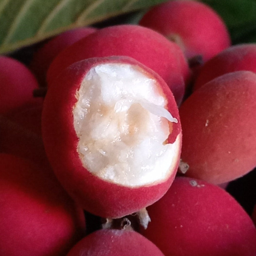 Red Velvet Fruit Live Plant – veliyathgardens
