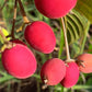 Red Velvet Fruit Live Plant