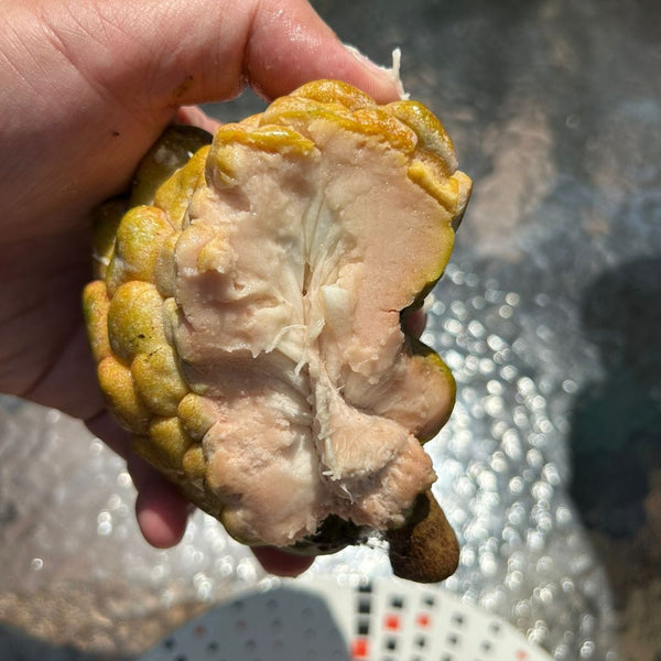 Pink Turkey Head Sugar Apple Live Plant ( Anonna reticulata 