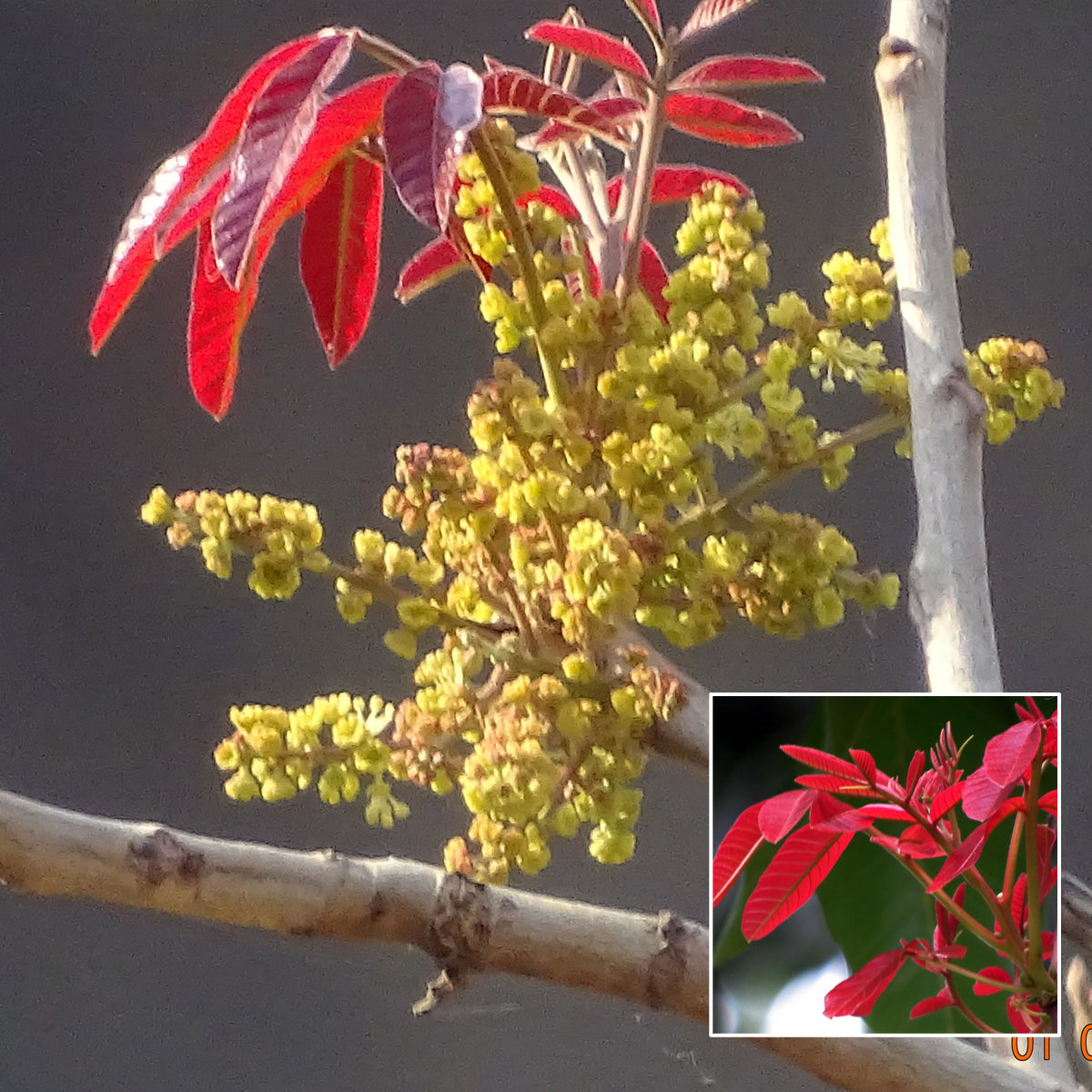 Tree Shell Lac Malay Lac Fruit Tree Plant (Schleichera oleosa) – veliyathgardens