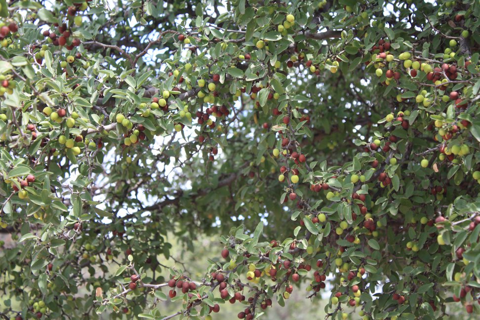 Mistol Fruit Live Plant Ziziphus Mistol Veliyathgardens mistol-fruit-live-plant-ziziphus-mistol-veliyathgardens