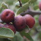 Mistol Fruit Live Plant (Ziziphus mistol)