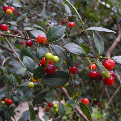 Guayabo Blanco Live Plant (Eugenia uruguayensis)