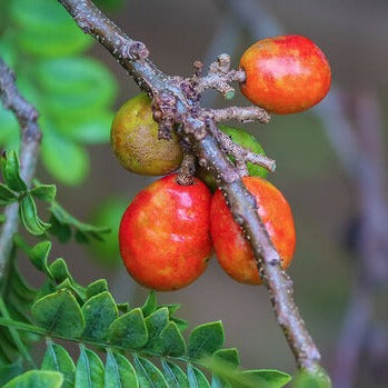Red Mombin Fruit Plant (Spondias purpurea)