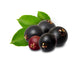 Elder Berry Fruit PLant (Sambucus nigra)