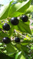 Rainforest Plum Fruit Plants (Eugenia candolleana)
