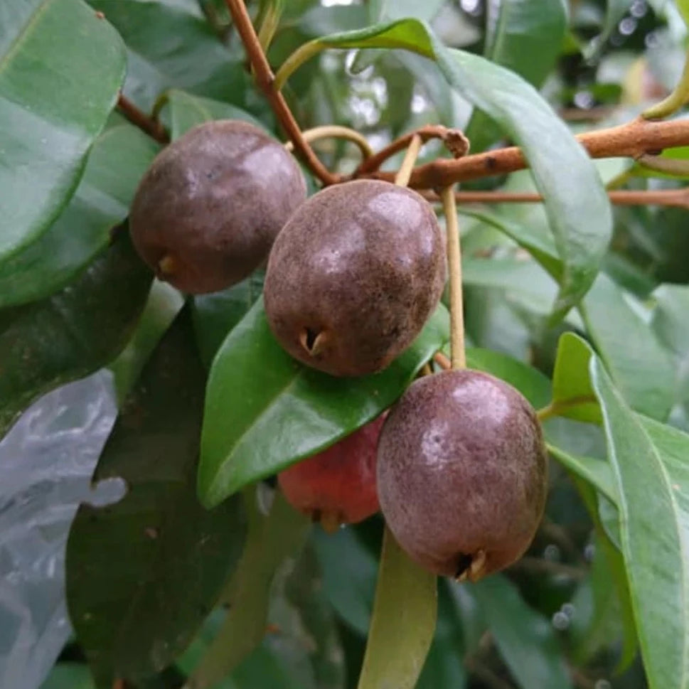 Cereja Cherry Fruit Plant (Eugenia cereja)