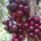 Ruruhi Fruit Plant (Syzygium Sulawesi )