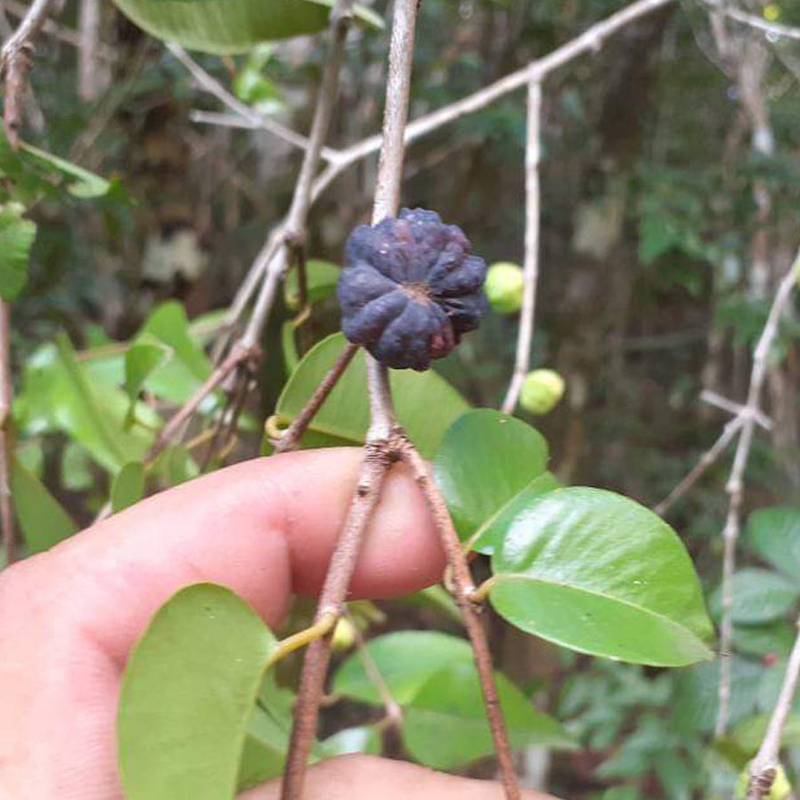 Myrciaria Asa-Grayi (Plinia Asa-Grayi) Fruit Plant