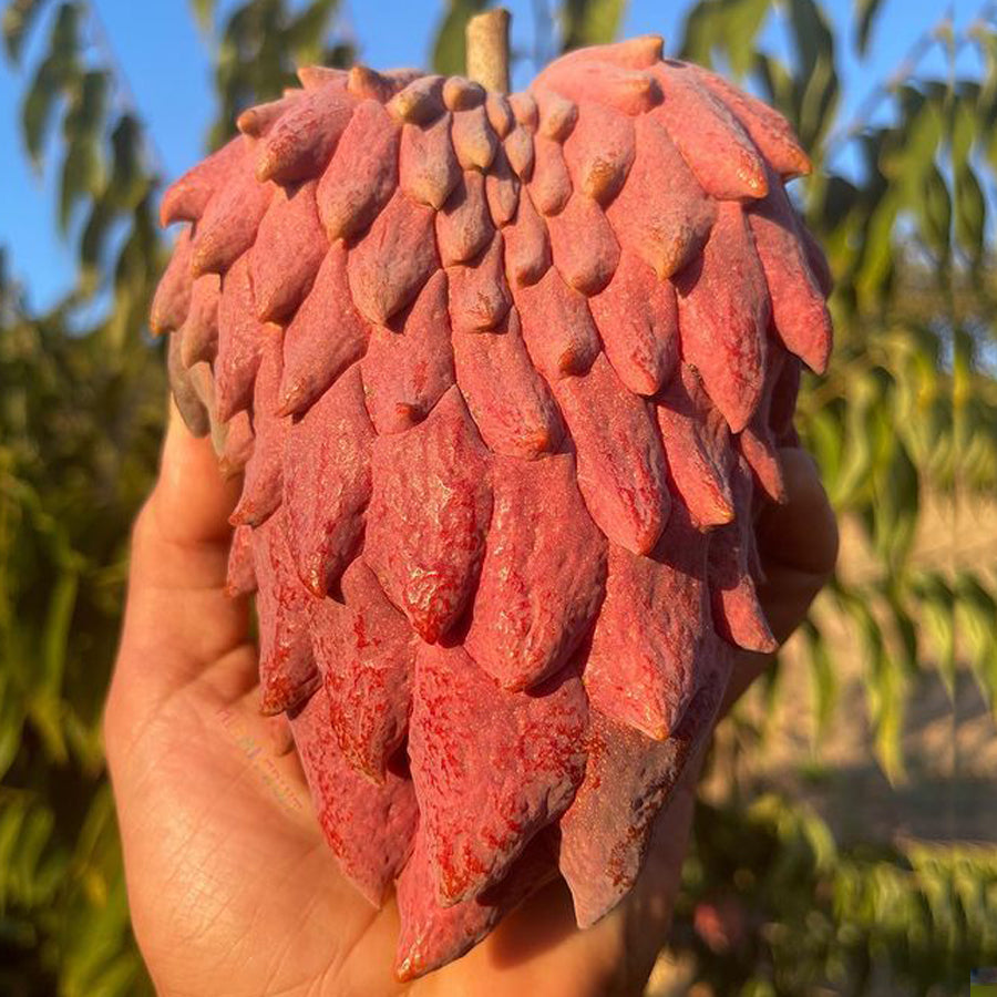 Annona Red Israel Fruit Plant (Annona x Atemoya Red Israel)