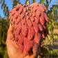 Annona Red Israel Fruit Plant (Annona x Atemoya Red Israel)