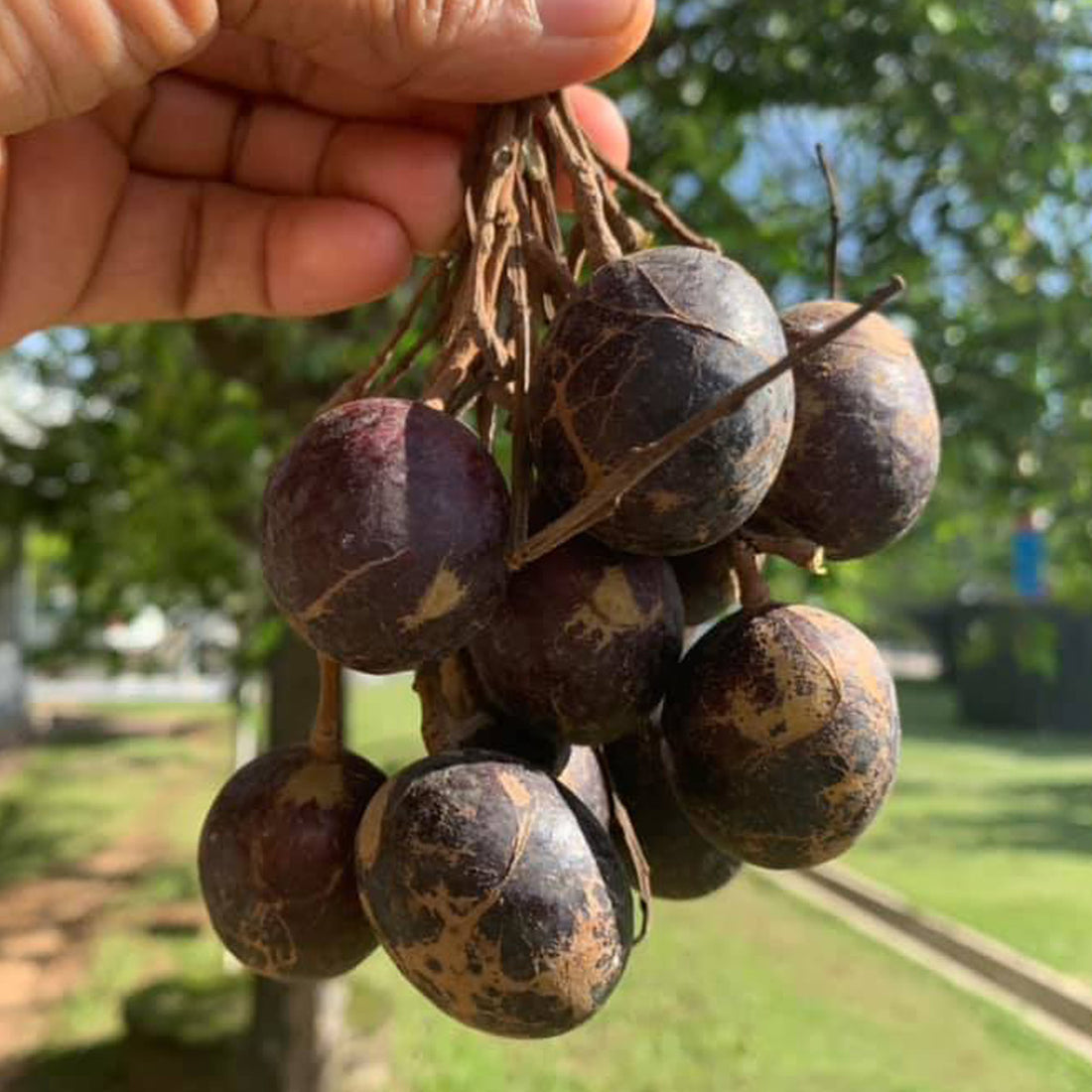 Pitanak Fruit Plant (Dracontomelon costatum) – veliyathgardens