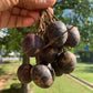 Pitanak Fruit Plant (Dracontomelon costatum)