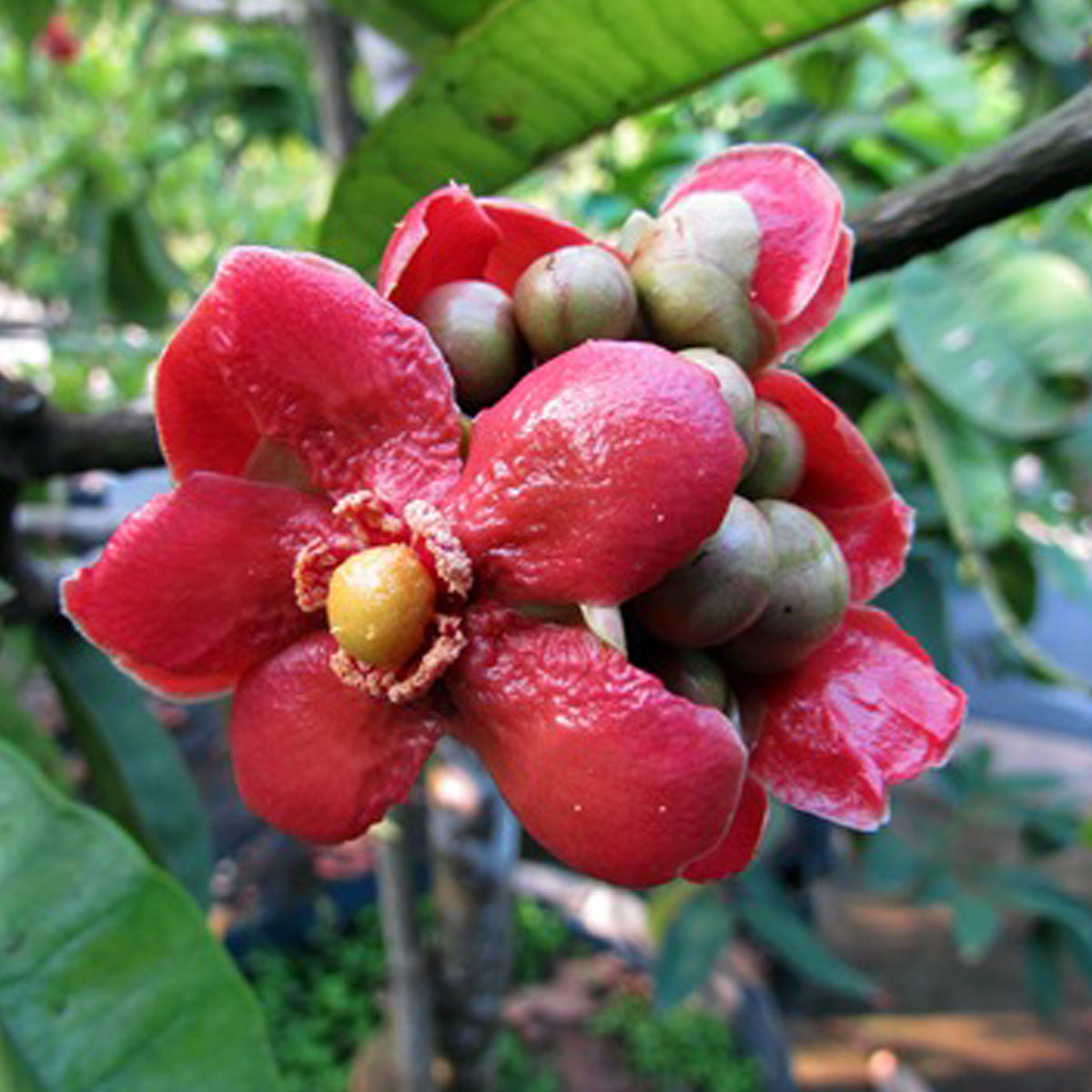 Button Mangosteen Fruit Plant (Garcinia prainiana)