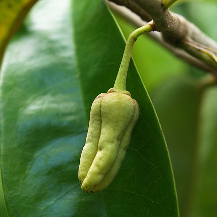 poshe-te Fruit plant (Annona scleroderma)