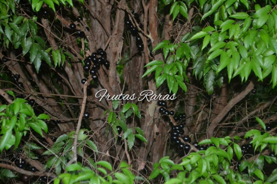 Jaboticaba Rosada Fruit Plant (Plinia Cauliflora "Polpa Rosea")