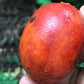 Envira Caju Fruit Plant (Onychopetalum periquino )