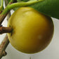 Macarandiba Fruit Plant (Pouteria procera)