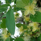 Pitangao Fruit Plant (Eugenia speciosa)