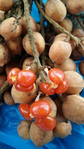 Buah Jentik Fruit plant (Baccaurea polyneura)