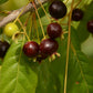 Guabiraba roxa Fruit Plant (Campomanesia aromatica)