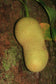 Cempedak Fruit Plant (Artocarpus integer)