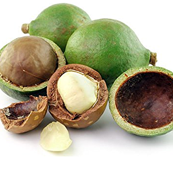 Macadamia Nut Fruit Plant (Macadamia integrifolia)