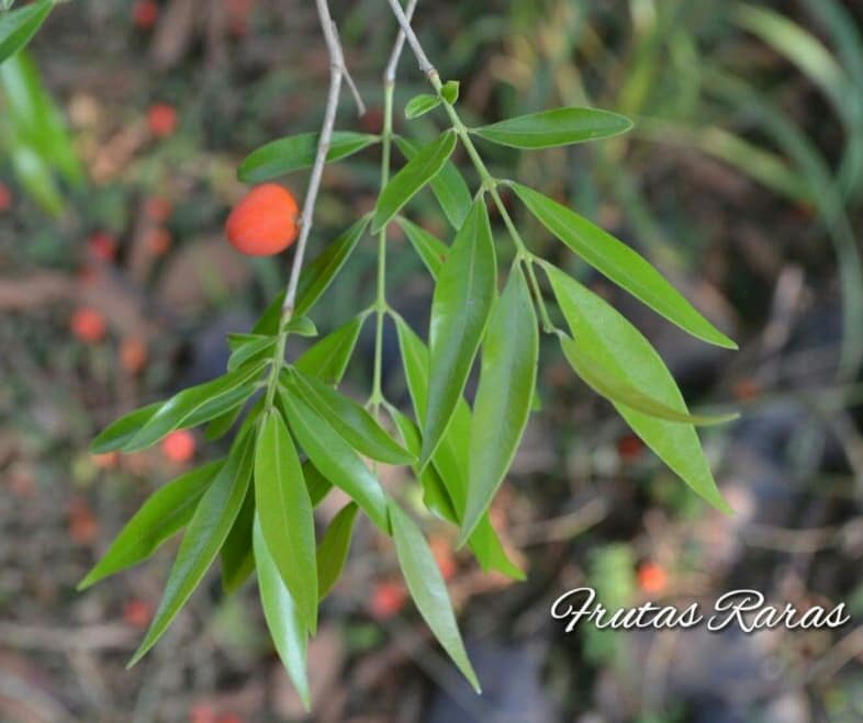 Cambuí Fruit Plant (Myrciaria delicatula)