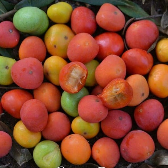 Cambuí Fruit Plant (Myrciaria delicatula)