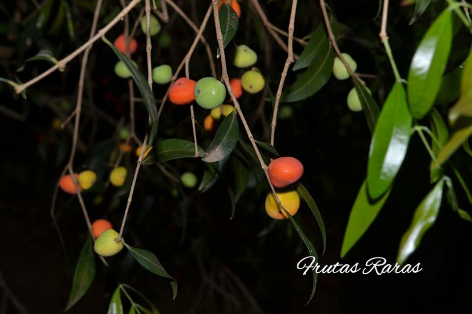 Cambuí Fruit Plant (Myrciaria delicatula)