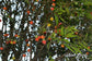Cambuí Fruit Plant (Myrciaria delicatula)