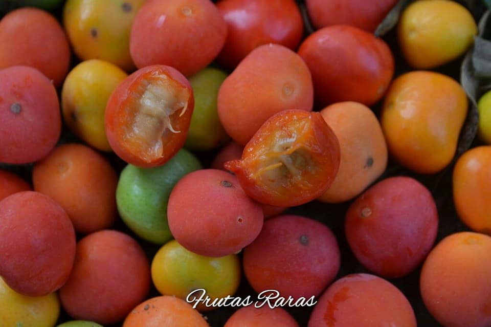 Cambuí Fruit Plant (Myrciaria delicatula)