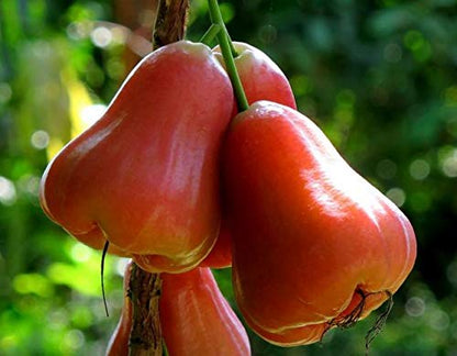 Thai Red Chamba Live Plants (Syzygium samarangense)