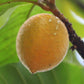 Guapeba da Praia Fruit Plant (Pouteria psammophila)