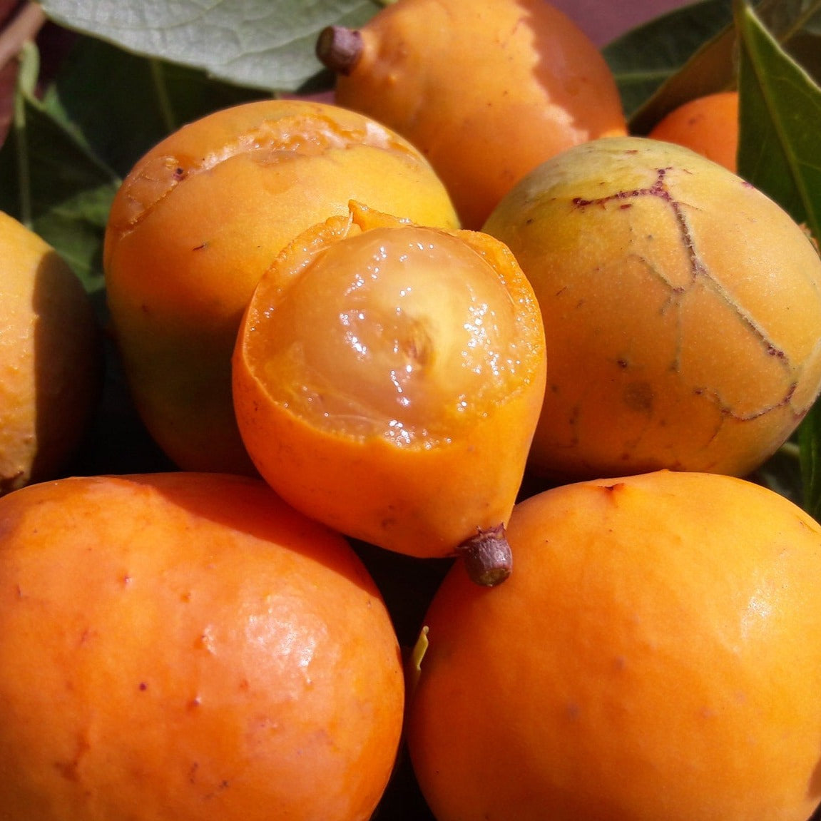 Cerrado Bucupari Fruit Plant 