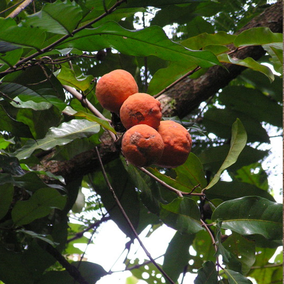 Mantamba Fruit Plant (Landolphia owariensis)