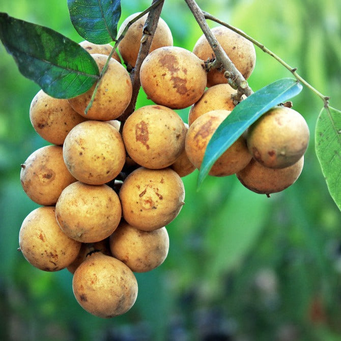 Pitombeira Fruit plant (Talisia Esculenta)