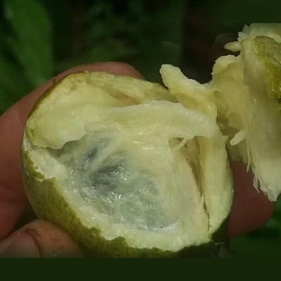 Macarandiba Fruit Plant (Pouteria procera): A Tropical Delight for Your Garden