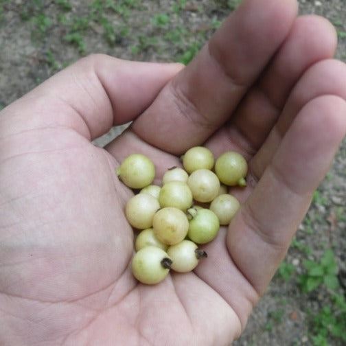 Guayabillo Fruit Plant (Psidium sartorianum)
