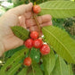 Pentetomate Fruit Plant (Pseudolmedia oxyphyllaria Donn)