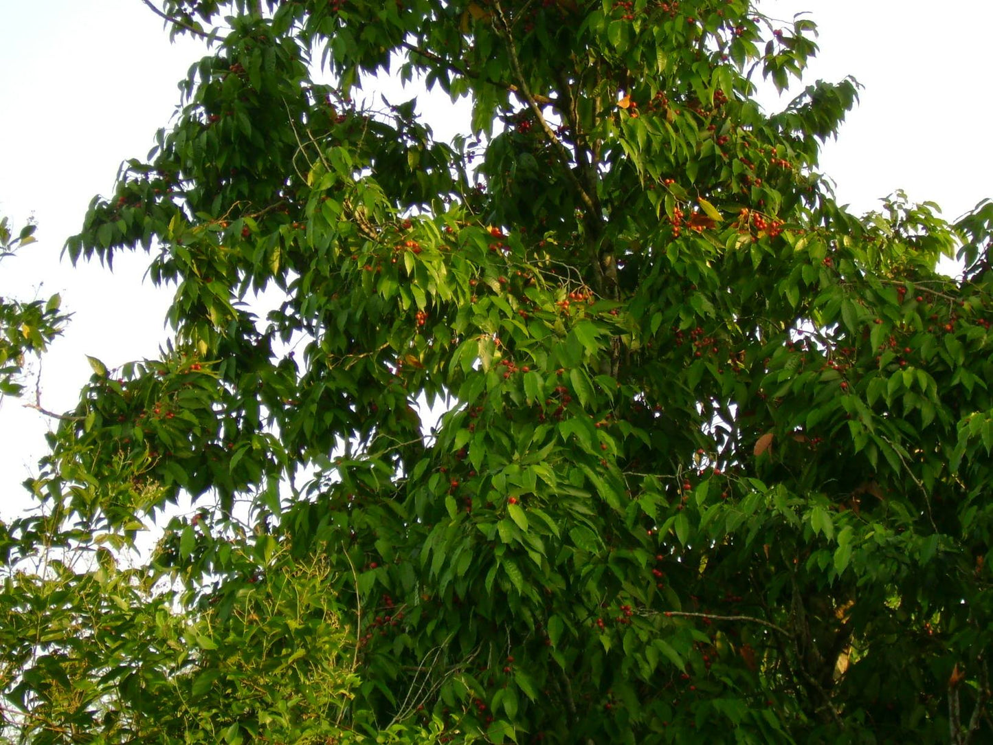 Pentetomate Fruit Plant (Pseudolmedia oxyphyllaria Donn)