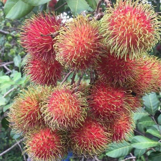 Rambutan School Boy