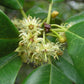 Khirni Fruit Plant (Manilkara hexandra)