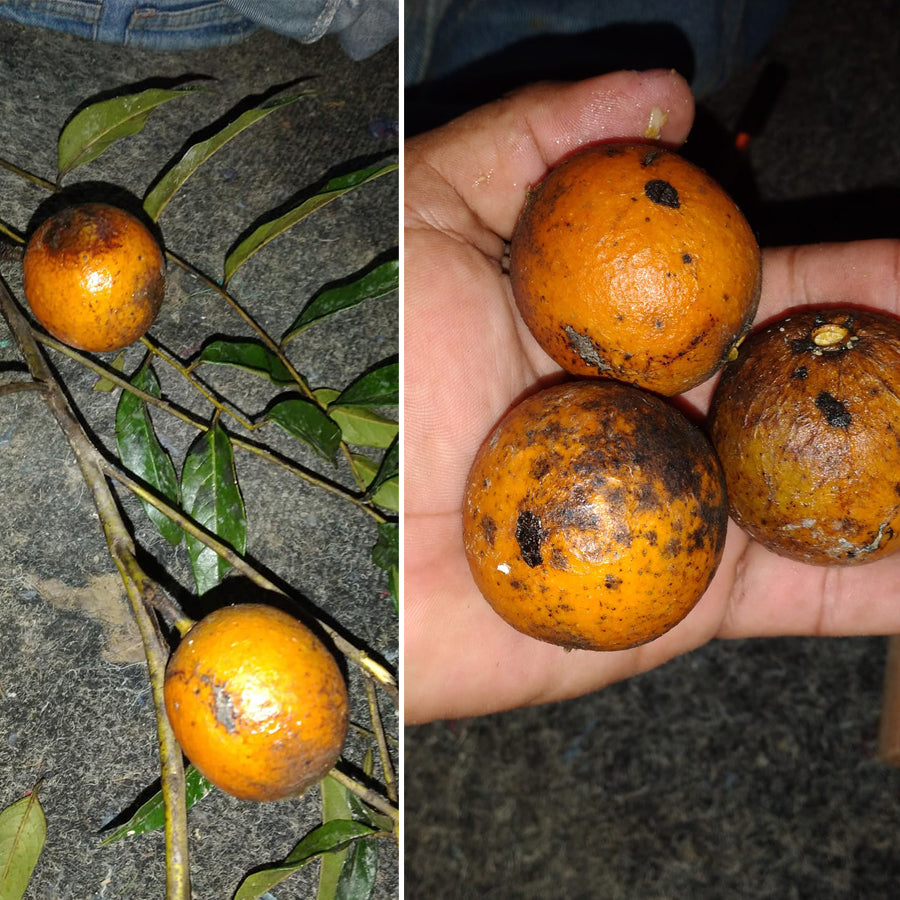 Caimito Fruit Plant (Diospyros sp)