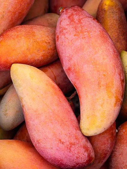 Banana Mango Live Plant