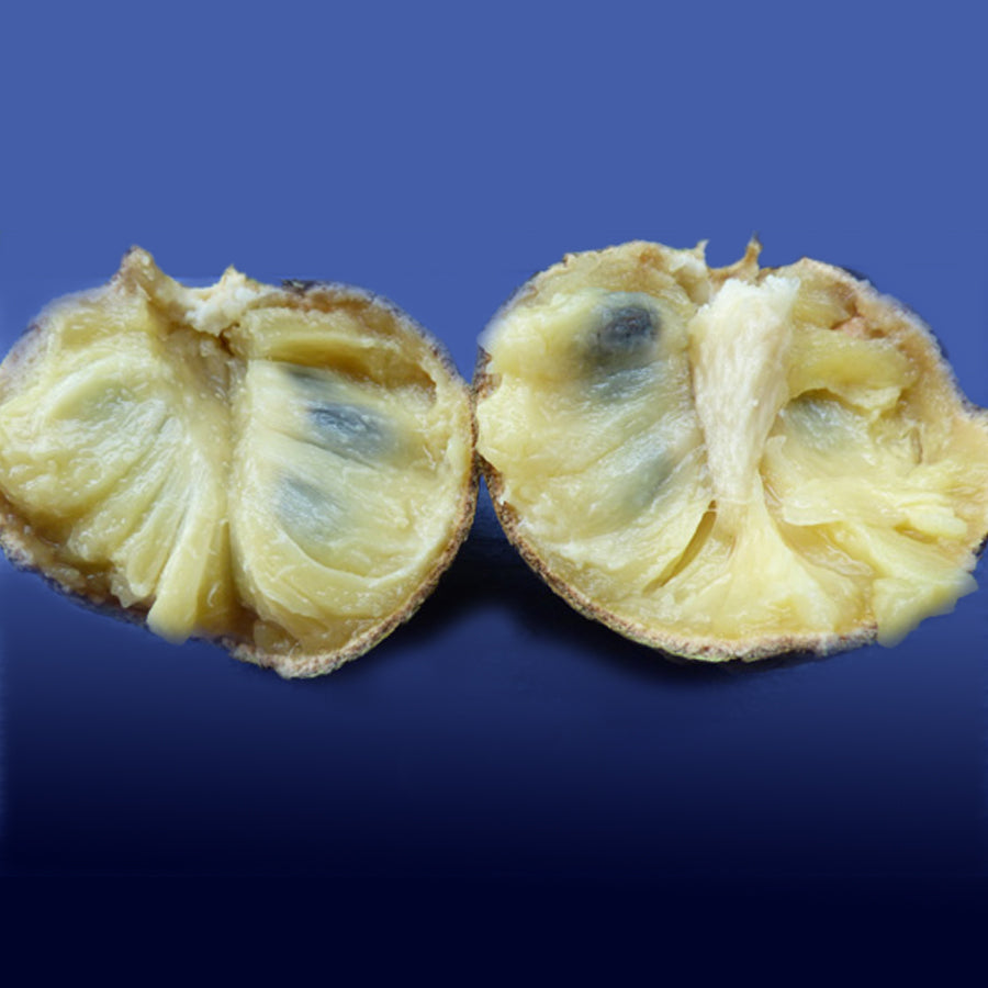 poshe-te Fruit plant (Annona scleroderma)